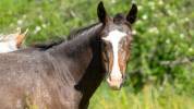 Pouliche Appaloosa PP 2025