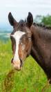 Pouliche Appaloosa PP 2025