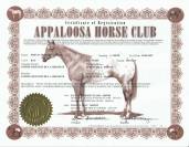 Pouliche Appaloosa PP 2025