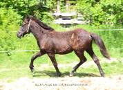 Poulain WPB