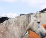 Cheval de 3 ans entier origine camargues/quater 