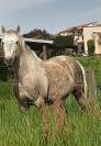 Cheval de 3 ans entier origine camargues/quater 