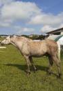 Cheval de 3 ans entier origine camargues/quater 
