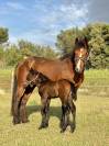 Foal 2026 New Forest 