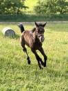 Foal 2026 New Forest 