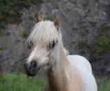 ? &Eacute;l&eacute;gant Welsh B pleins papiers entier Palomino de 1 
