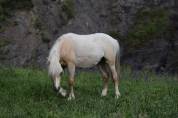 ? &Eacute;l&eacute;gant Welsh B pleins papiers entier Palomino de 1 