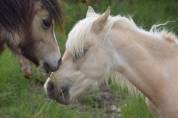 ? &Eacute;l&eacute;gant Welsh B pleins papiers entier Palomino de 1 