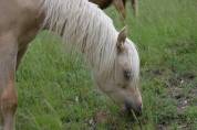 ? &Eacute;l&eacute;gant Welsh B pleins papiers entier Palomino de 1 
