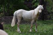 ? &Eacute;l&eacute;gant Welsh B pleins papiers entier Palomino de 1 