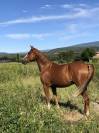 Cheval hongre DSA &agrave; 87.5%