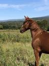Cheval hongre DSA &agrave; 87.5%