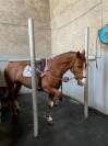 Luxurious equestrian property  Ain