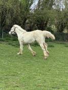 Potranca Welsh Poni (Secci&oacute;n D), Welsh Cob  En venta 2025 Crema por Ubiwan des colines
