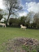 Potranca Welsh Poni (Secci&oacute;n D), Welsh Cob  En venta 2025 Crema por Ubiwan des colines