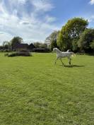 Potranca Welsh Poni (Secci&oacute;n D), Welsh Cob  En venta 2025 Crema por Ubiwan des colines