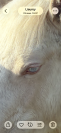 Potranca Welsh Poni (Secci&oacute;n D), Welsh Cob  En venta 2025 Crema por Ubiwan des colines