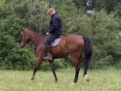 Belle pouliche Pur Sang Anglais 4 ans