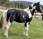 magnifique poulain de sport 
