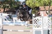 Gelding Selle Fran&ccedil;ais For sale 2019 Grey
