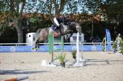 Gelding Selle Fran&ccedil;ais For sale 2019 Grey