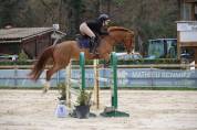 Gelding Selle Fran&ccedil;ais For sale 2020 Chesnut