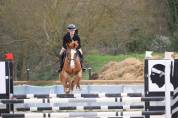 Gelding Selle Fran&ccedil;ais For sale 2020 Chesnut