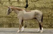 Gelding Selle Fran&ccedil;ais For sale 2020 Chesnut