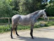 Gentil 6 ans polyvalent 