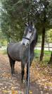 Gentil 6 ans polyvalent 