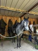 Gentil 6 ans polyvalent 