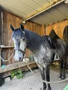 Gentil 6 ans polyvalent 