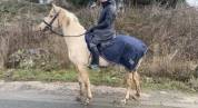Gentille jument 6 ans 