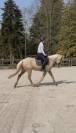 Gentille jument 6 ans 