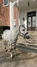 Poney PFS 