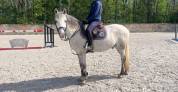 Poney PFS 