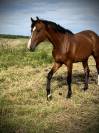 Cheval de sport / CSO-CCE 