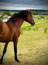 Cheval de sport / CSO-CCE 