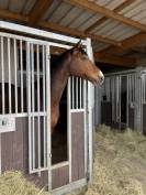 Cheval de sport / CSO-CCE 
