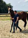 Cheval de sport / CSO-CCE 