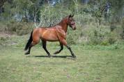 Magnifique pur race espagnole de 7 ans 