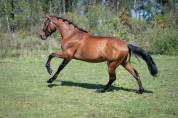 Magnifique pur race espagnole de 7 ans 