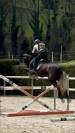 Jument SF top amateur