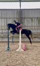 Jument SF top amateur