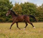 Poulain 2025 Itoki de riverland x cor de hus