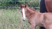 Selle Fran&ccedil;ais Foal par Regina de Rouhet