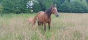 Selle Fran&ccedil;ais Foal par Regina de Rouhet