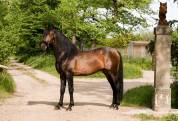 Sublime entier de 4 ans 