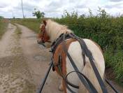 Poney type shetland 