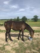 Yearling AQPS pour courses